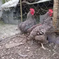 مرغ وخروس آمروک