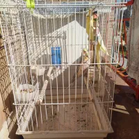 عروس هلندی|پرنده|ایلام, |دیوار