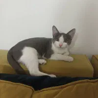 واگذاری گربه سه ماهه|گربه|قم, بنیاد|دیوار