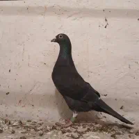 پلاکی ناسخت معاوظه دارم با کبوتر