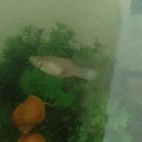 ۲ ماهی ماده گوپی معاوضه|ماهی|پرند, فاز ۶|دیوار