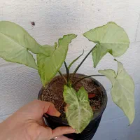 وسایل منزل|صنایع دستی و سایر لوازم تزئینی|اندیشه, اندیشه فاز ۱|دیوار