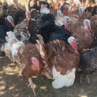 فروش تعداد 90عددبوقلمون