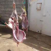 فروش گوسفند زنده در سرتا سر تهران|حیوانات مزرعه|تهران, باغ فیض|دیوار