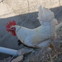 خوروس
