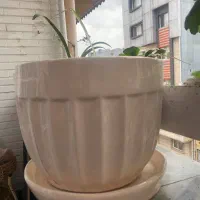 گلدان سرامیکی|گل و گیاه طبیعی|رشت, گلسار|دیوار