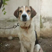 سگ های حمایتی