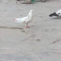 کفتر|پرنده|باقرشهر, |دیوار