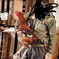 خروس لاری نصل دار|حیوانات مزرعه|رباط‌کریم, رباط‌کریم|دیوار