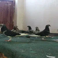 تعدادی کبوتر  جمله ای|پرنده|میناب, |دیوار