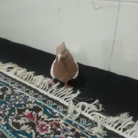 نرو ماده کله زرد|پرنده|کرج, حسین آباد (اکبر آباد)|دیوار