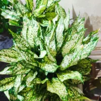 گل فروش|گل و گیاه طبیعی|کرج, کلاک نو|دیوار
