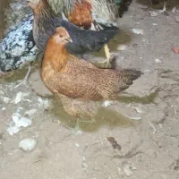 مرغ وخروس زینتی کل مرغ وخروس جوجه زیرمرغ ب شرط تخم|حیوانات مزرعه|میبد, |دیوار