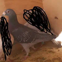 کفتر مسافتی