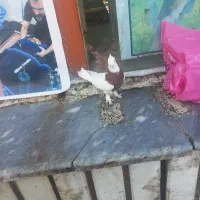 کفتر ماده طوقی پیدا شده