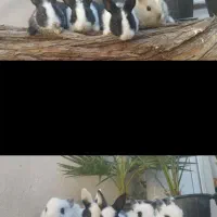 مرغ عشق و خرگوش باردار