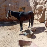 اسب