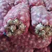 پیاز فلات بذر قوطی