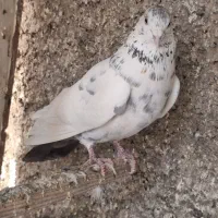 کفتر پریده|پرنده|تهران, شهرک استقلال|دیوار