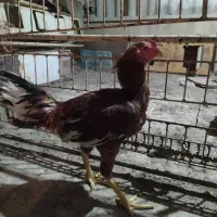 خروس لاری|حیوانات مزرعه|اصفهان, خرم|دیوار