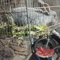 خرگوش|موش و خرگوش|خاو و میرآباد, |دیوار