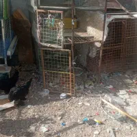 فروش قفس ۳ طبقه