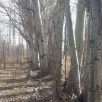 با سلام خرید انواع چوب پالت سه لای گردو و....