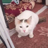 وگذاری گربه نژاد دار - رایگان