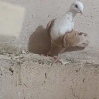 کبوتر رنگی|پرنده|اردکان, |دیوار