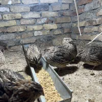 بلدرچین ژاپنی اصل