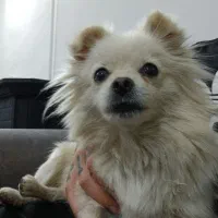 سگ پامر ماده