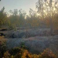 انواع باغ کشاورزی در روستای گلاباد موجود است|فروش خانه و ویلا|صوفیان, |دیوار