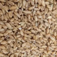 گندم مهرگان ۱تن