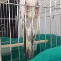 فروش عروس هلندی نر