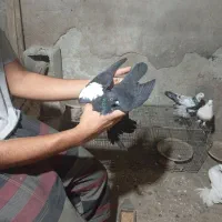 یه عدد کفتر نر یک طرفی