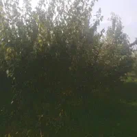 هزار-متر-باغ