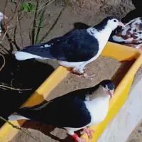 مجسمه کبوتر ساده سیاه