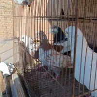 4عدد کبوتر گرفتنی دونه 200