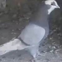 کبوتر شازده کاکلی پرشی اصل نر