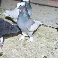 جفت طوق سبز و جفت سوسنی بزن