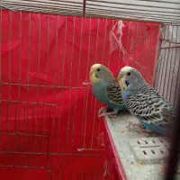 یک جفت مرغ عشق