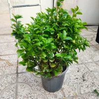 درختچه شمشاد