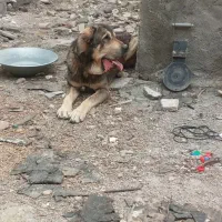 واگذاری سگ پژدر