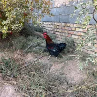 خروس جوان و چاق محلی