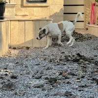 سگ نژاد دار