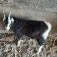 دوتا بز وبزغاله