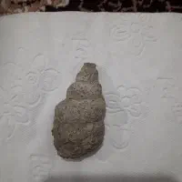 فسیل ناف پری