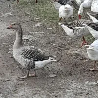 فروش غاز محلی|حیوانات مزرعه|فریدونکنار, |دیوار