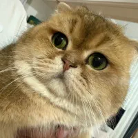 واگذاری گربه