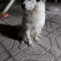 سگ نر پا کوتاه وتربیت شده|سگ|مشهد, انصار|دیوار